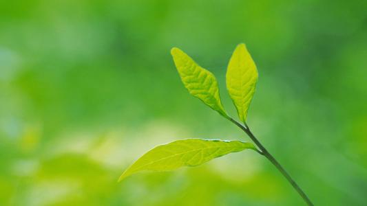 清新绿色植物树叶摄影高清电脑壁纸图片（一）第1张
