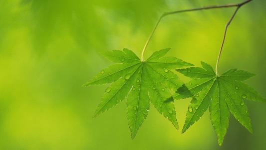 清新绿色植物树叶摄影高清电脑壁纸图片（一）第2张