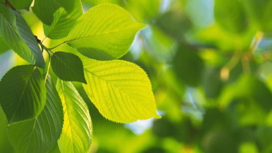 清新绿色植物树叶摄影高清电脑壁纸图片（一）第3张