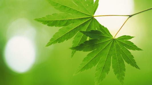 清新绿色植物树叶摄影高清电脑壁纸图片（一）第4张