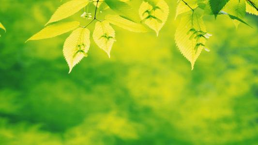 清新绿色植物树叶摄影高清电脑壁纸图片（一）第6张