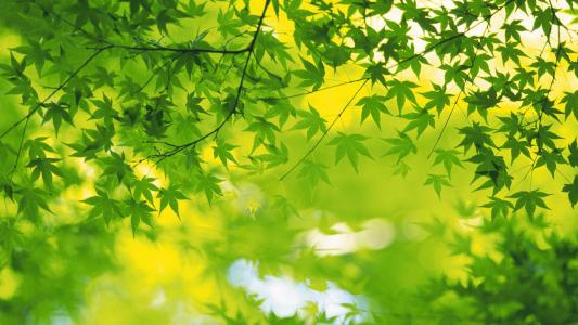 清新绿色植物树叶摄影高清电脑壁纸图片（二）第2张