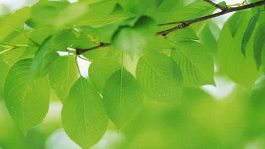 清新绿色植物树叶摄影高清电脑壁纸图片（二）第5张