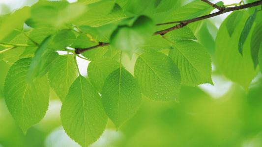 夏天绿色树叶高清桌面壁纸第0张
