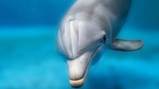 海豚第4张