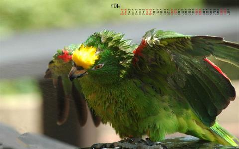 哺乳动物狐獴图片高清桌面壁纸第4张
