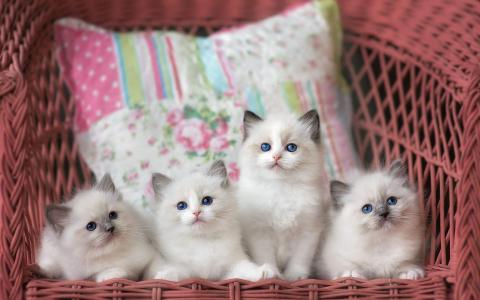 可爱猫咪图片图片 _ 第(4)张