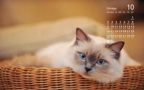 2016年10月日历猫咪桌面壁纸第0张