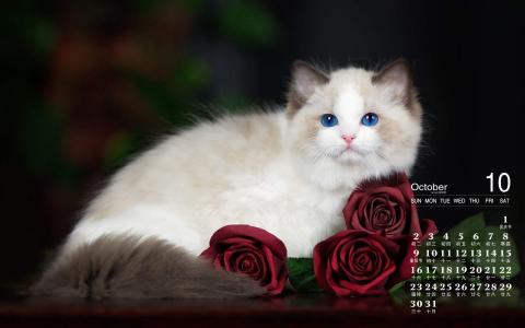 2016年10月日历猫咪桌面壁纸第1张