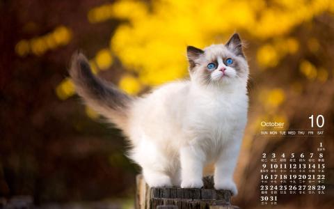 2016年10月日历猫咪桌面壁纸第2张