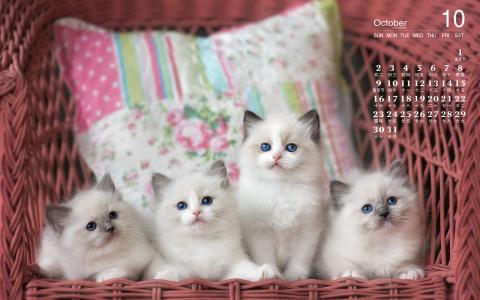 2016年10月日历猫咪桌面壁纸第3张