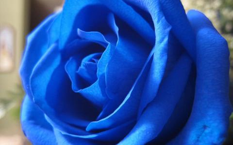 玫瑰花图片 _ 第(5)张