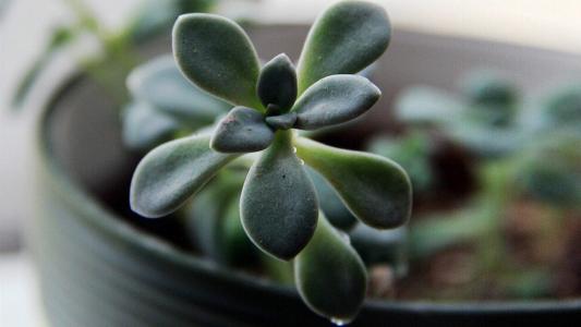 多肉植物图片 _ 第(2)张