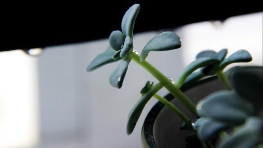 多肉植物图片 _ 第(3)张