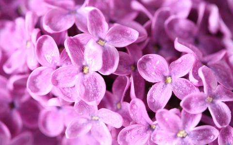 丁香花图片 _ 第(11)张