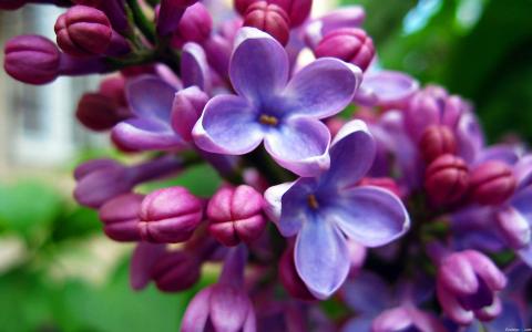 丁香花图片 _ 第(12)张