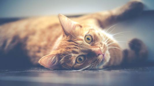 毛茸茸的可爱猫咪图片桌面壁纸第4张