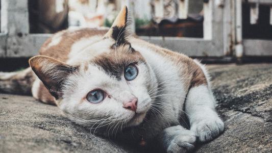 毛茸茸的可爱猫咪图片桌面壁纸第5张