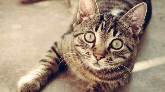 猫咪图片 _ 第(8)张