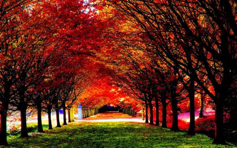 树木第3张