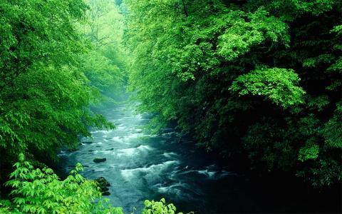 森林自然道路树木旅行风景摄影桌面壁纸下载第4张