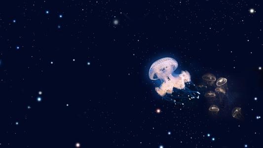 水母：神奇的海洋生物图片第0张