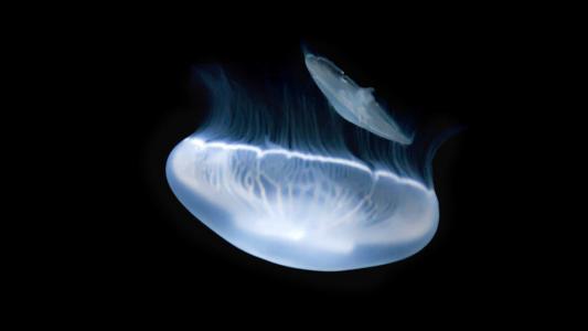 水母：神奇的海洋生物图片第4张