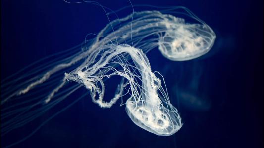 水母：神奇的海洋生物图片第5张