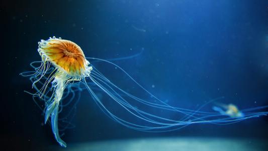 海洋生物图片 _ 第(8)张