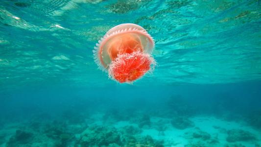 海洋生物图片 _ 第(9)张