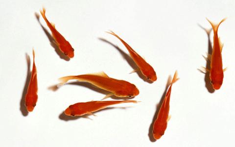 各种各样的小金鱼图片高清电脑壁纸第5张