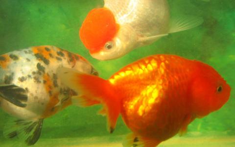 各种各样的小金鱼图片高清电脑壁纸第6张