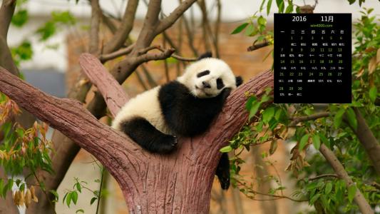 可爱汪星人萌萌哒高清动物壁纸图片下载第5张