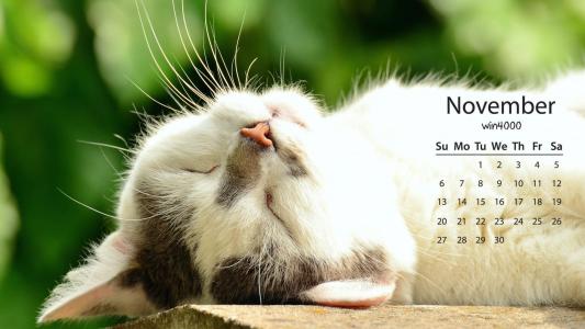 可爱动物猫咪高清桌面壁纸第3张