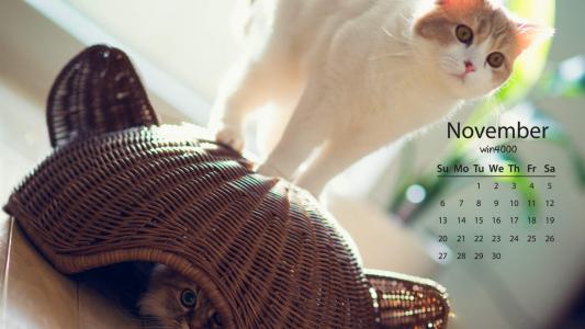 可爱动物猫咪高清桌面壁纸第4张