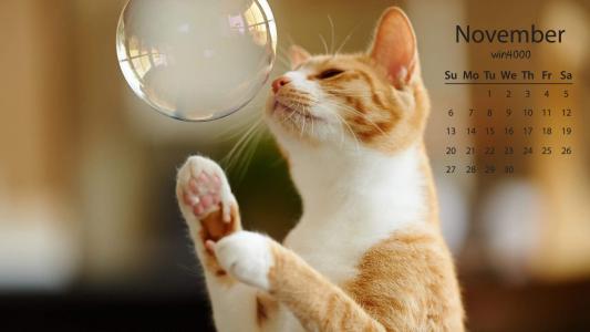 可爱动物猫咪高清桌面壁纸第5张