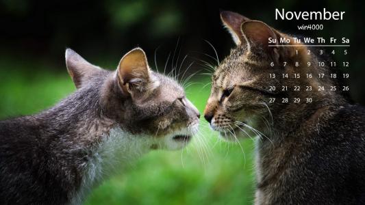 可爱动物猫咪高清桌面壁纸第6张