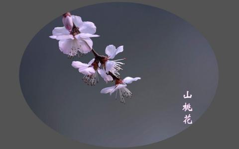 唯美意境风景图片图片 _ 第(2)张
