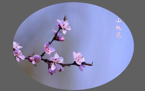 唯美意境风景图片图片 _ 第(5)张