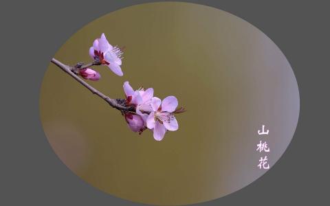 唯美意境风景图片图片 _ 第(10)张