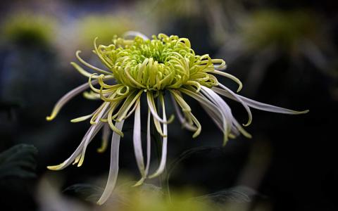 精选菊花图片高清电脑桌面壁纸第3张