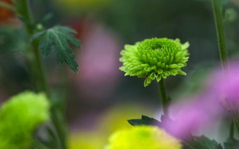 精选菊花图片高清电脑桌面壁纸第5张