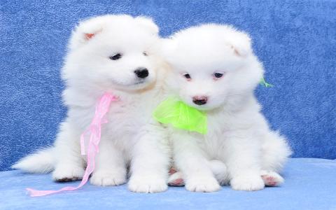 可爱汪星人萌萌哒高清动物壁纸图片下载第0张