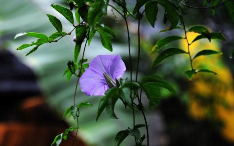 牵牛花图片 _ 第(2)张
