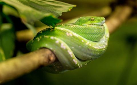 可爱毛绒绒小黄鸭图片桌面壁纸第3张