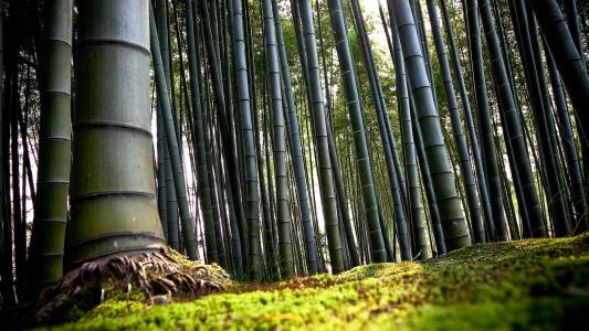 森林自然道路树木旅行风景摄影桌面壁纸下载第5张