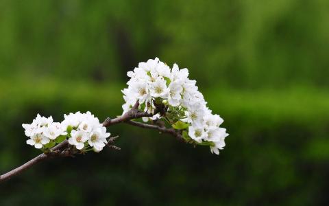 梨花图片图片 _ 第(5)张