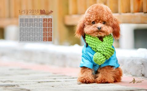 精选自然界中可爱动物高清电脑桌面壁纸下载（2）第4张