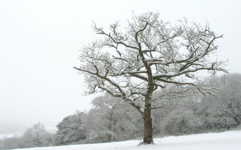 冬日雪景图片 _ 第(7)张