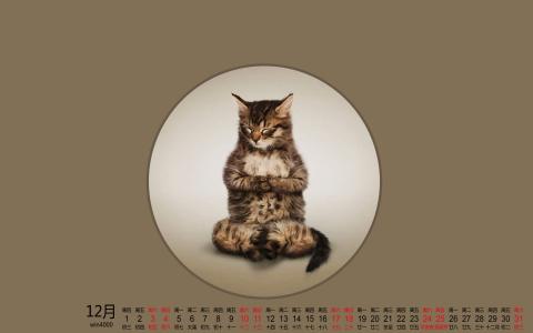 可爱的喵星人灰色苏格兰折耳猫电脑桌面壁纸下载第4张